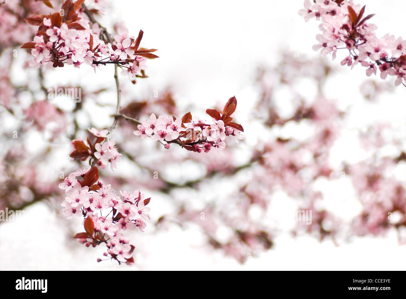 Cold First Day Of Spring Pink cherry blossom on a cold day in early spring - shallow dept of ...