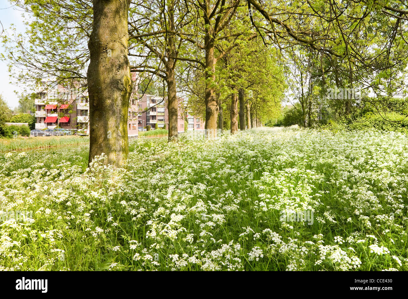 Suburb in spring with fields of blooming flowers Stock Photo