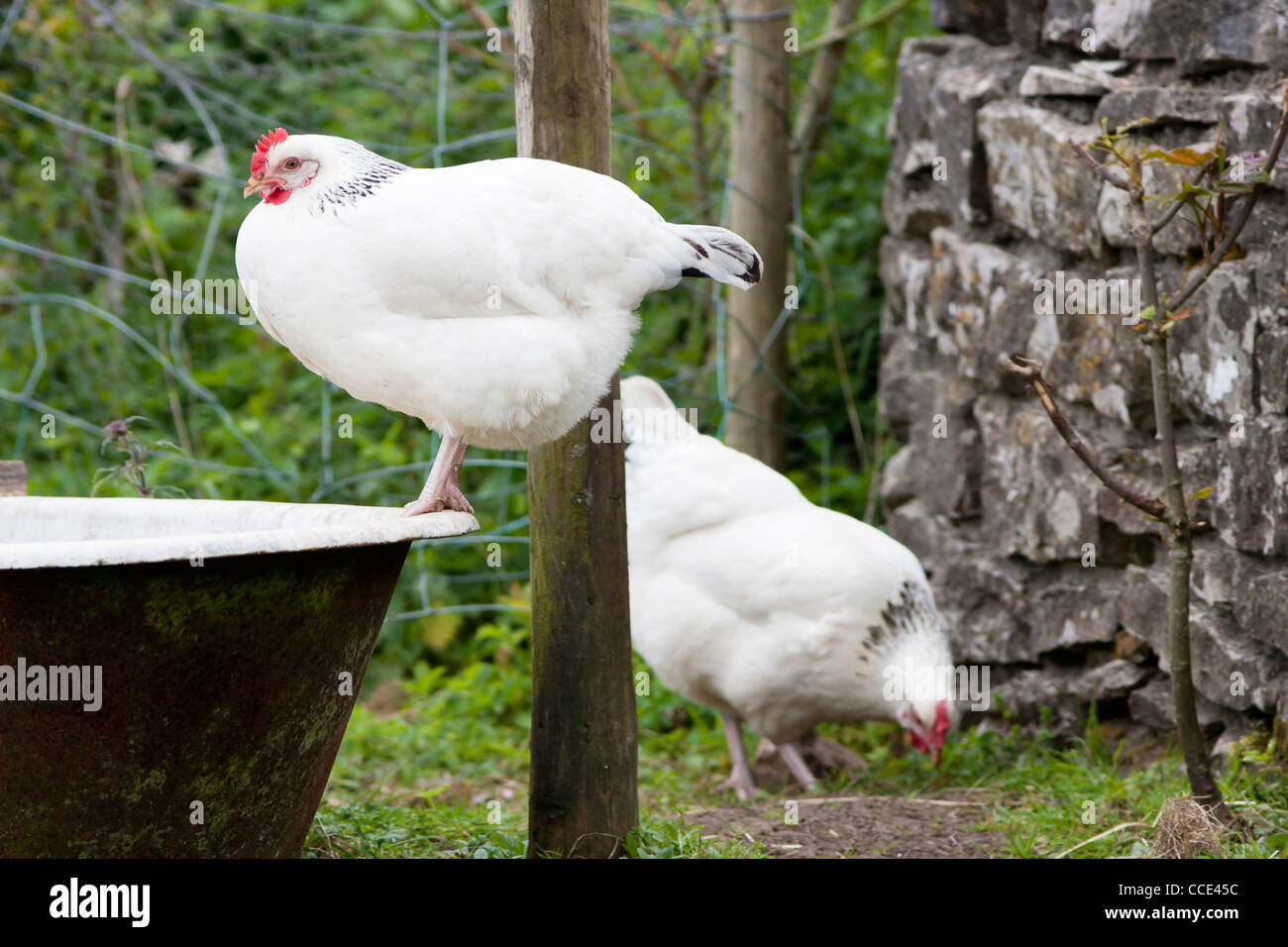 Pair of Light Sussex Chickens perched on Old Bath tub Stock Photo