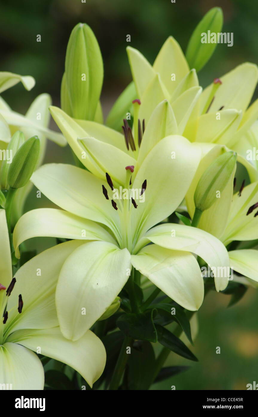 The lillies hi-res stock photography and images - Alamy