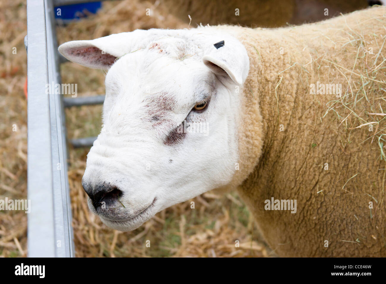 texel sheep profile closeup of head at agricultural show Stock Photo