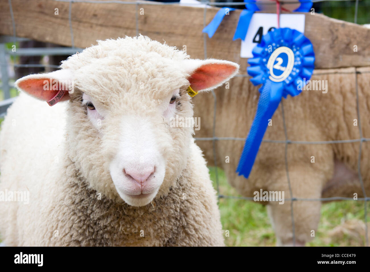 prize winning sheep at agricultural show with rosette Stock Photo