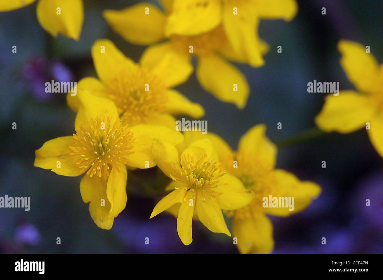 MARSH MARIGOLDS ON A GARDEN POND IN HAMPSHIRE Stock Photo
