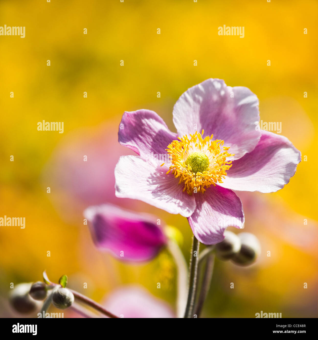Pink Japanese Anemone or Anemone japonica flower blooming in summer with background of yellow flowers - square image. Stock Photo