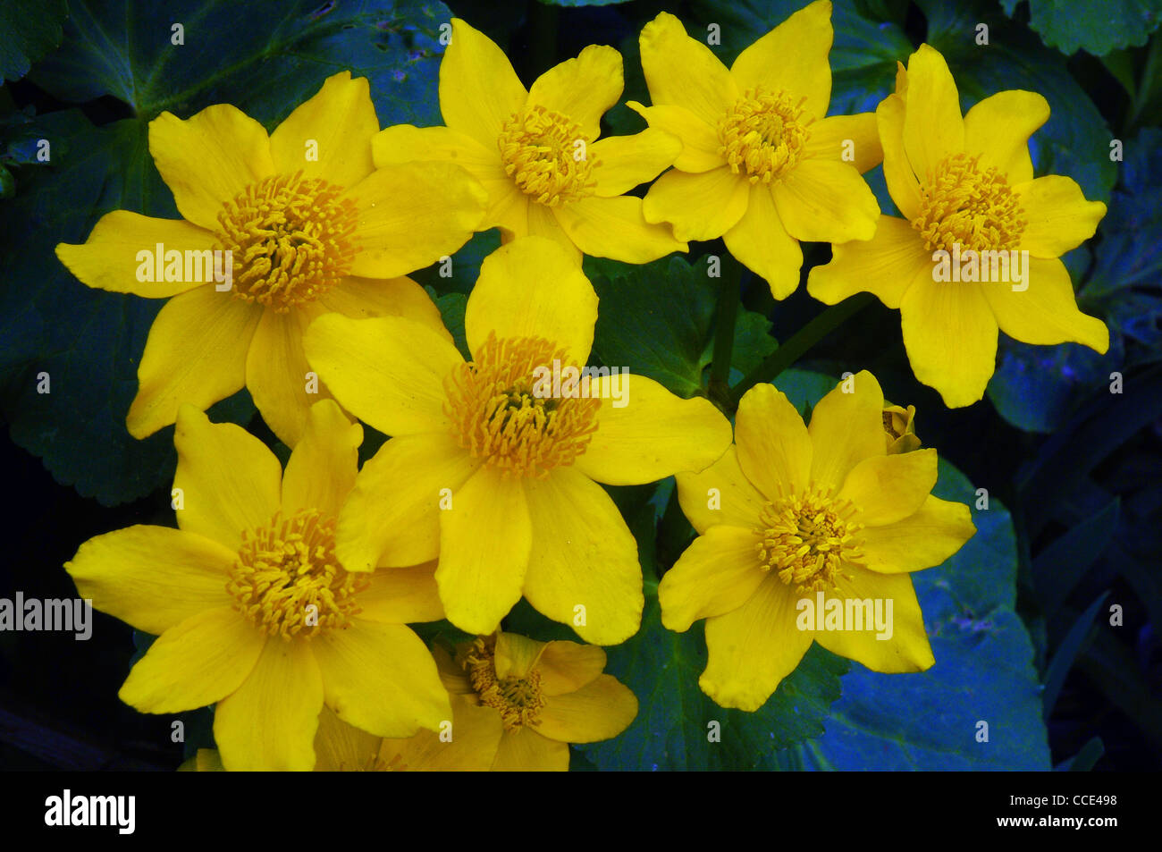 MARSH MARIGOLDS ON A GARDEN POND IN HAMPSHIRE Stock Photo Alamy