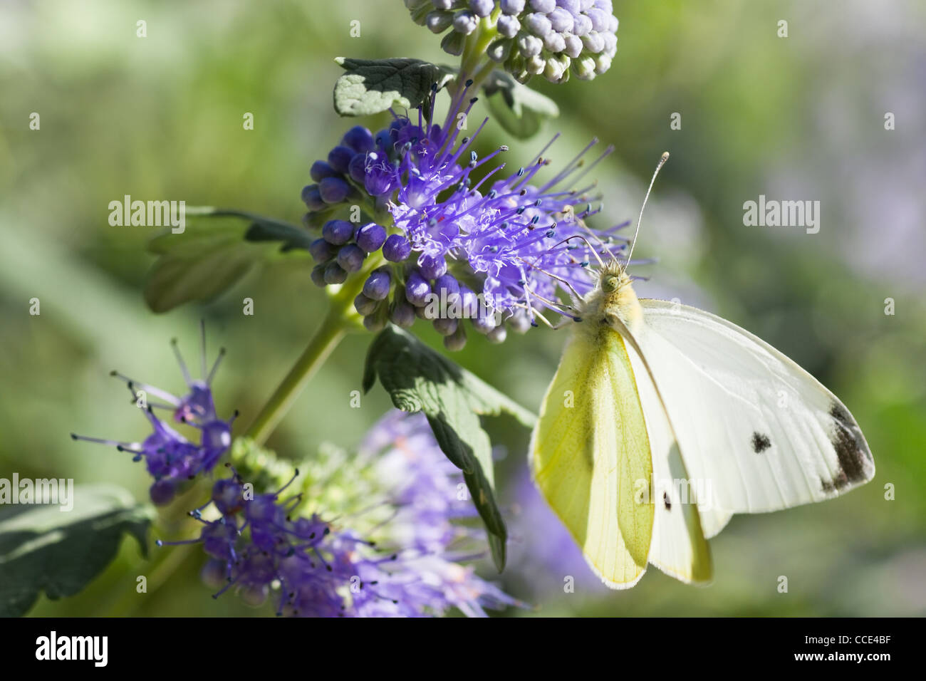 Butterfly Large white in summer on Caryopteris clandonensis ‘Heavenly Blue’ also called Bluebeard Stock Photo