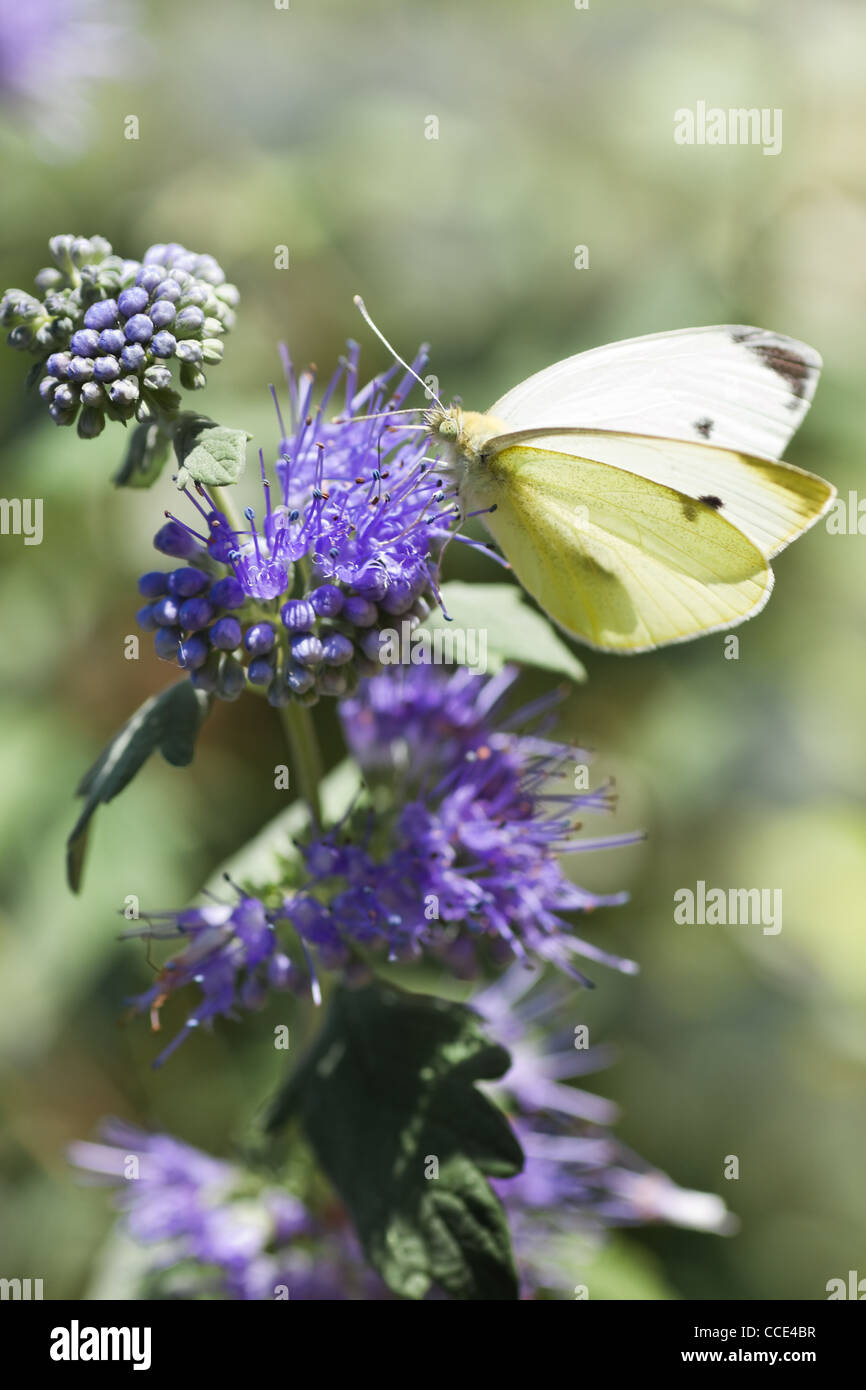 Butterfly Large white or Pieris brassicae in summer on Caryopteris clandonensis ‘Heavenly Blue’ also called Bluebeard Stock Photo