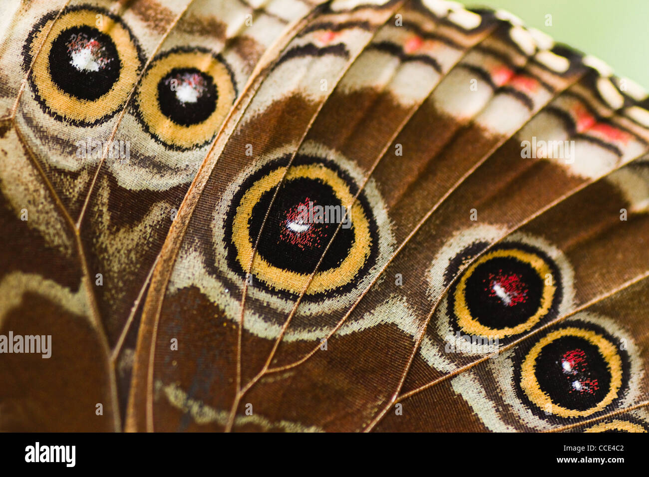 Butterfly Wings Close Up