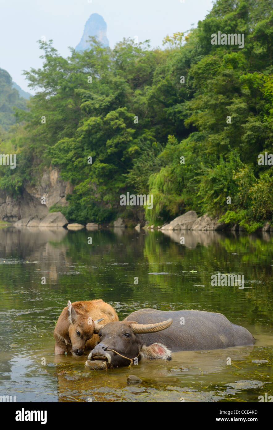Young Asian water buffalo calf scratching on mothers horns in pond of Li river at Fuli near Yangshuo Peoples Republic of China Stock Photo
