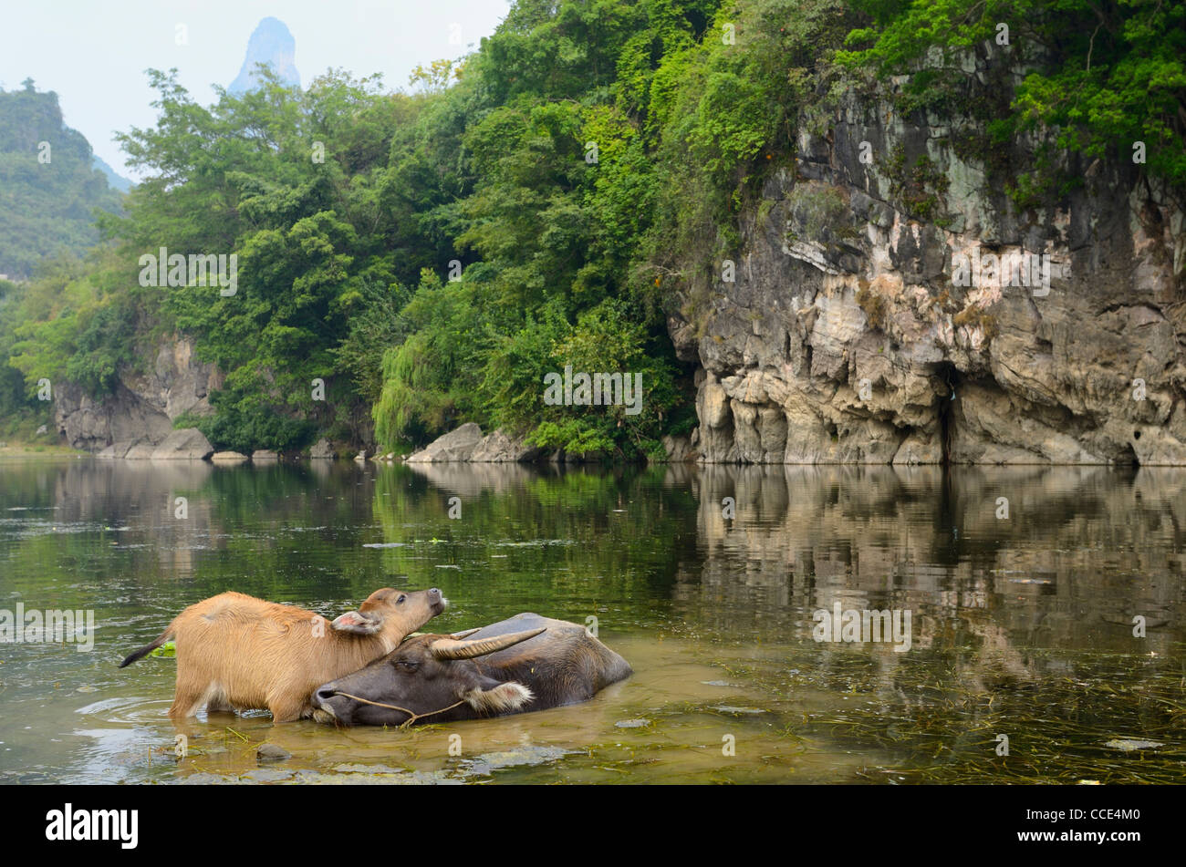 Mother Asian water buffalo nuzzling calf in a pond of the Li river at Fuli near Yangshuo Peoples Republic of China Stock Photo