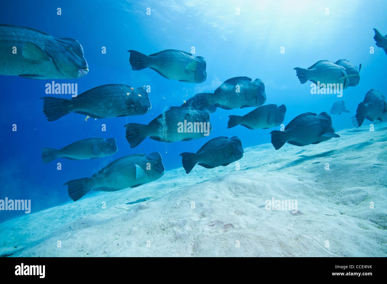 school of Green humphead parrotfish, Great barrier reef, australia Stock Photo