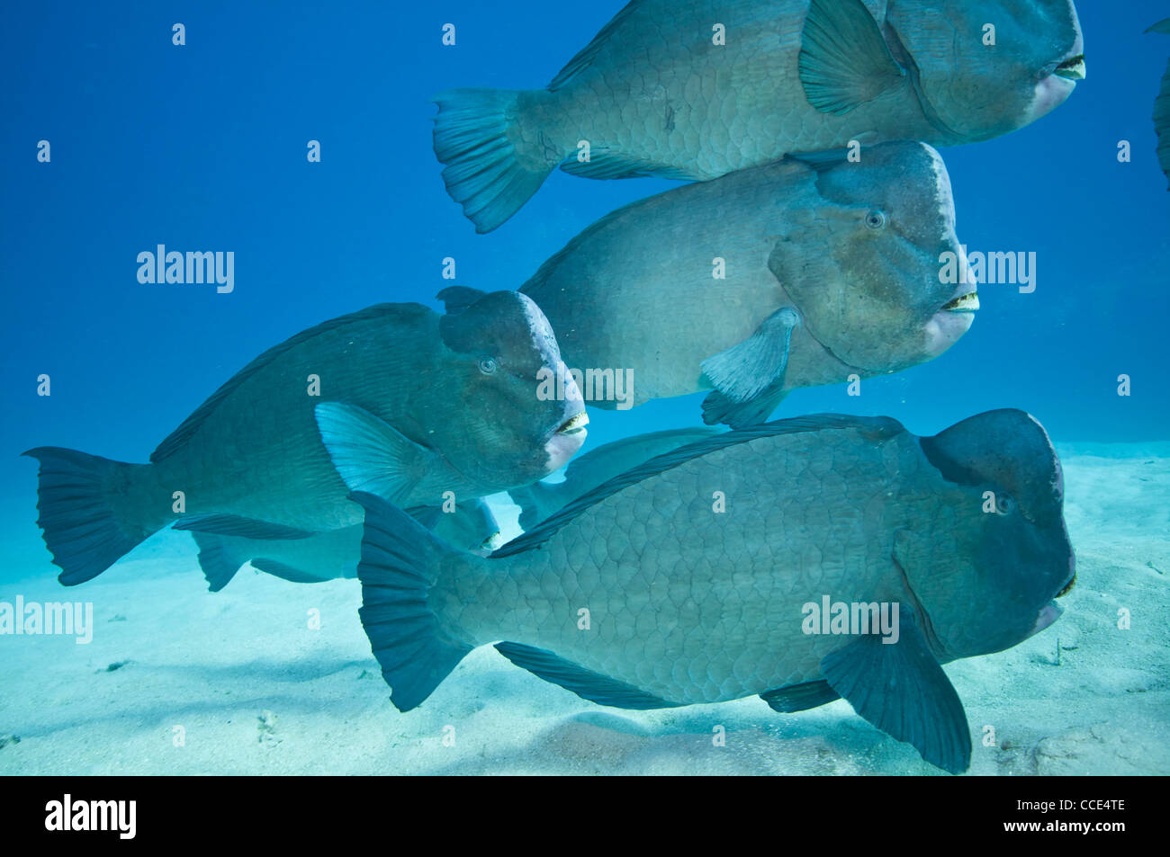 school of Green humphead parrotfish, Great barrier reef, australia Stock Photo