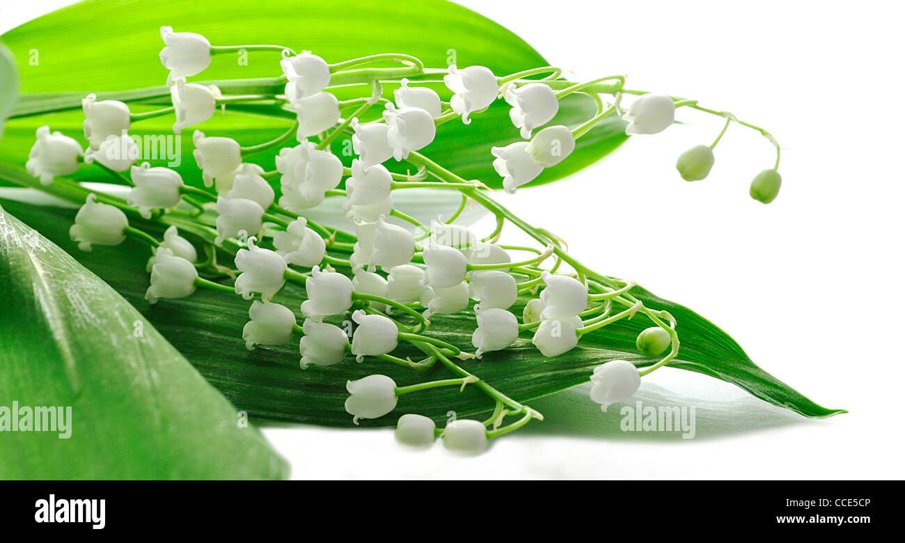 Lily valley flowers isolated hi-res stock photography and images - Alamy