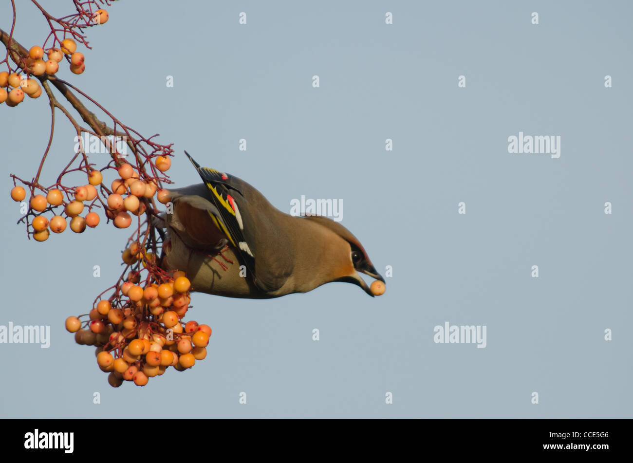 Waxwing collecting a berry Stock Photo