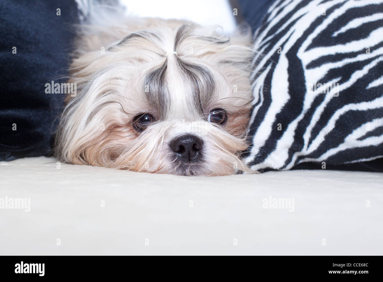 Shih tzu dog on bed with pillows. Stock Photo