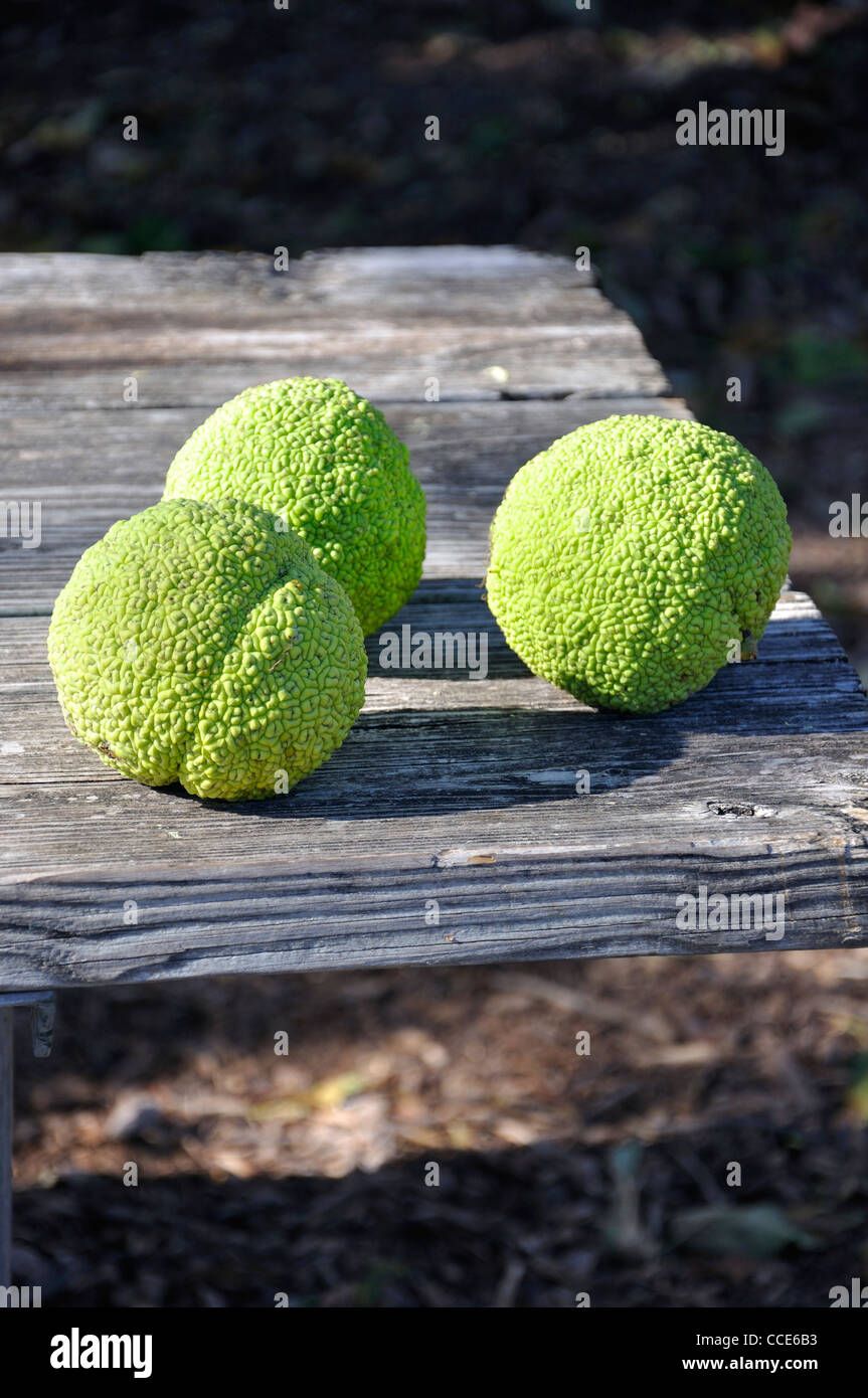 Osage orange (Maclura pomifera) AKA Hedge-apple, Horse-apple, Bois D ...