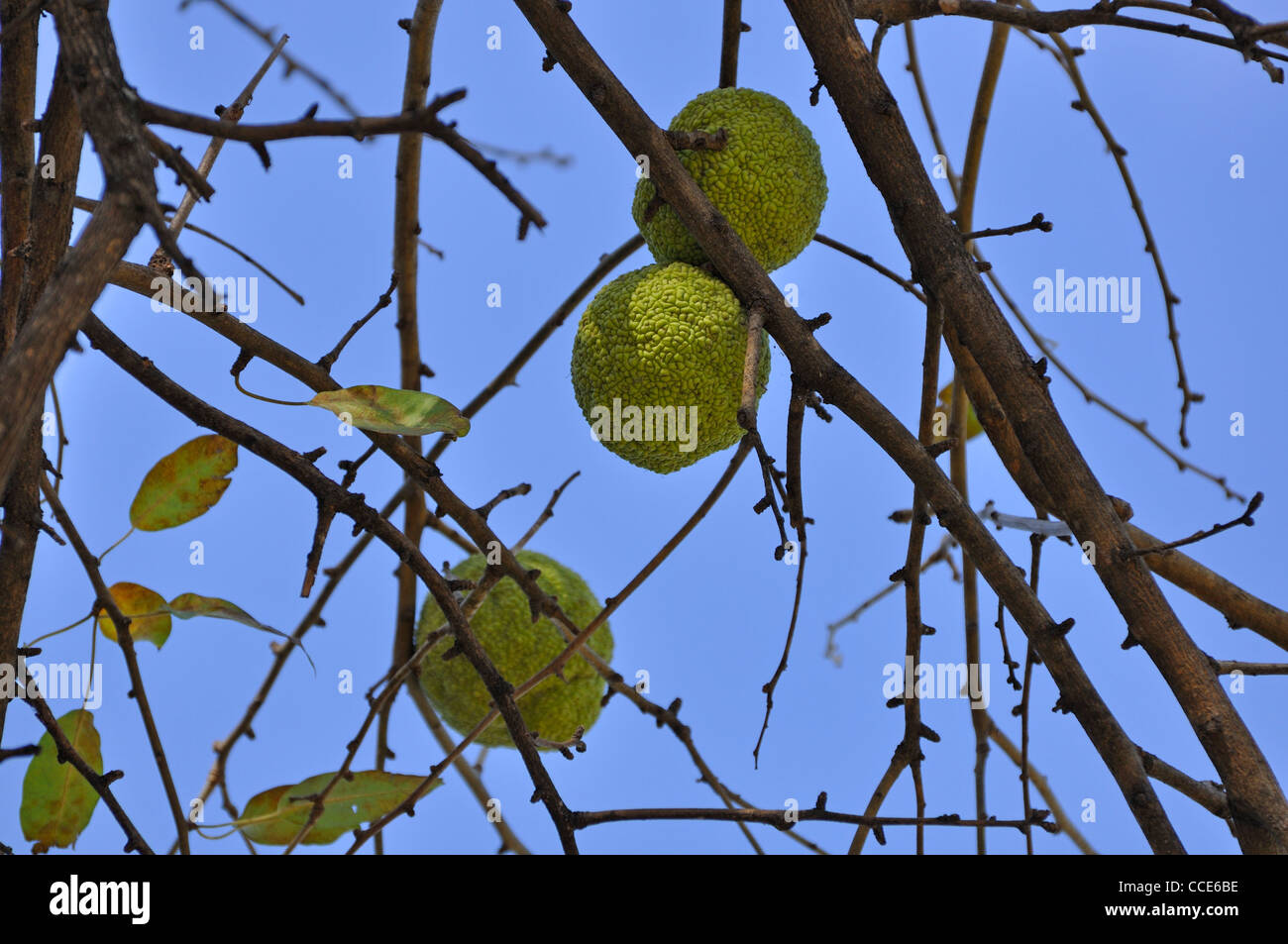 Osage orange (Maclura pomifera) AKA Hedge-apple, Horse-apple, Bois D'Arc, Bodark, or Bodock, grown in Texas and Arkansas, USA Stock Photo