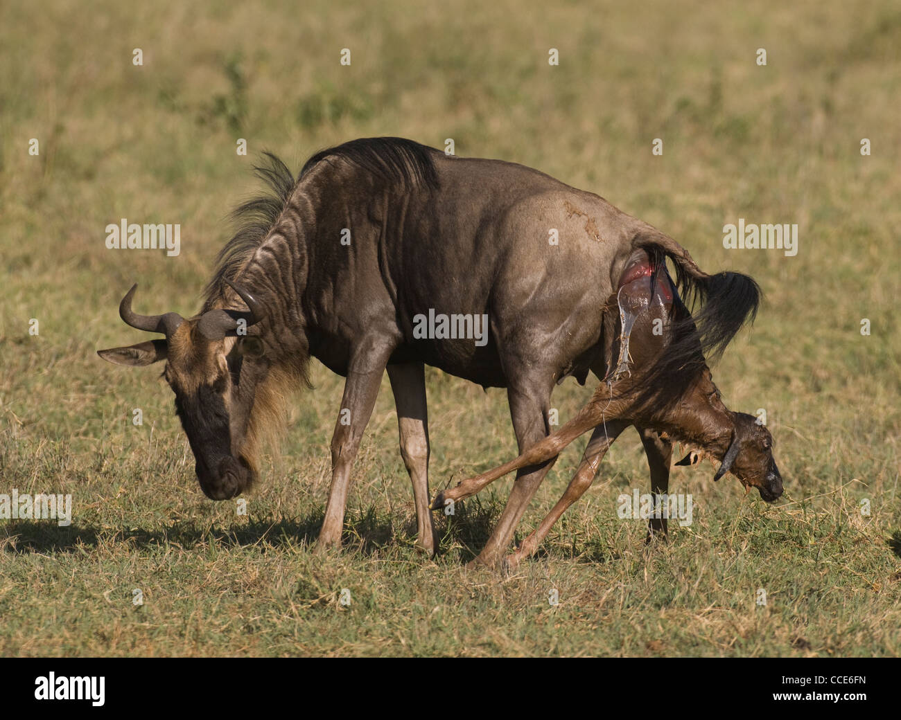 Africa Tanzania Ngorongoro Crater-Wildebeest giving birth standing (Connochaetes taurinus albojubatus) Stock Photo
