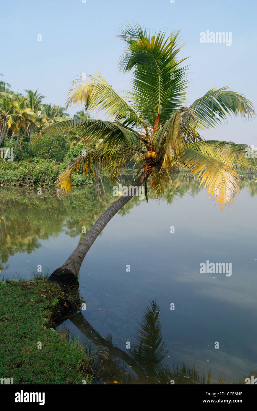 Coconut Tree Water Requirements / Fertilizer For Coconut Tree How And