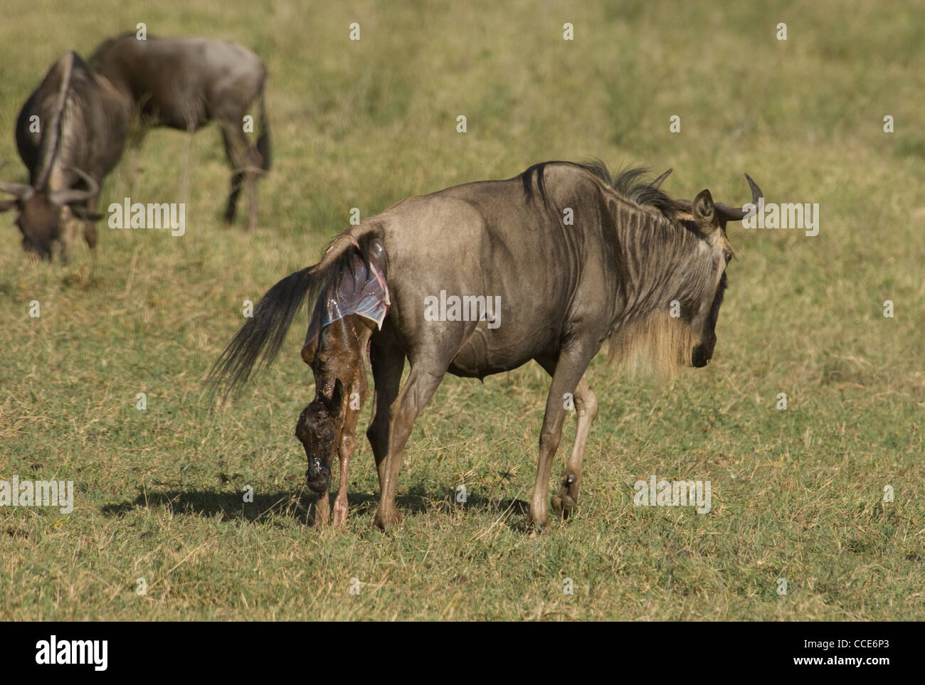 Africa Tanzania Ngorongoro Crater-Wildebeest giving birth standing (Connochaetes taurinus albojubatus) Stock Photo