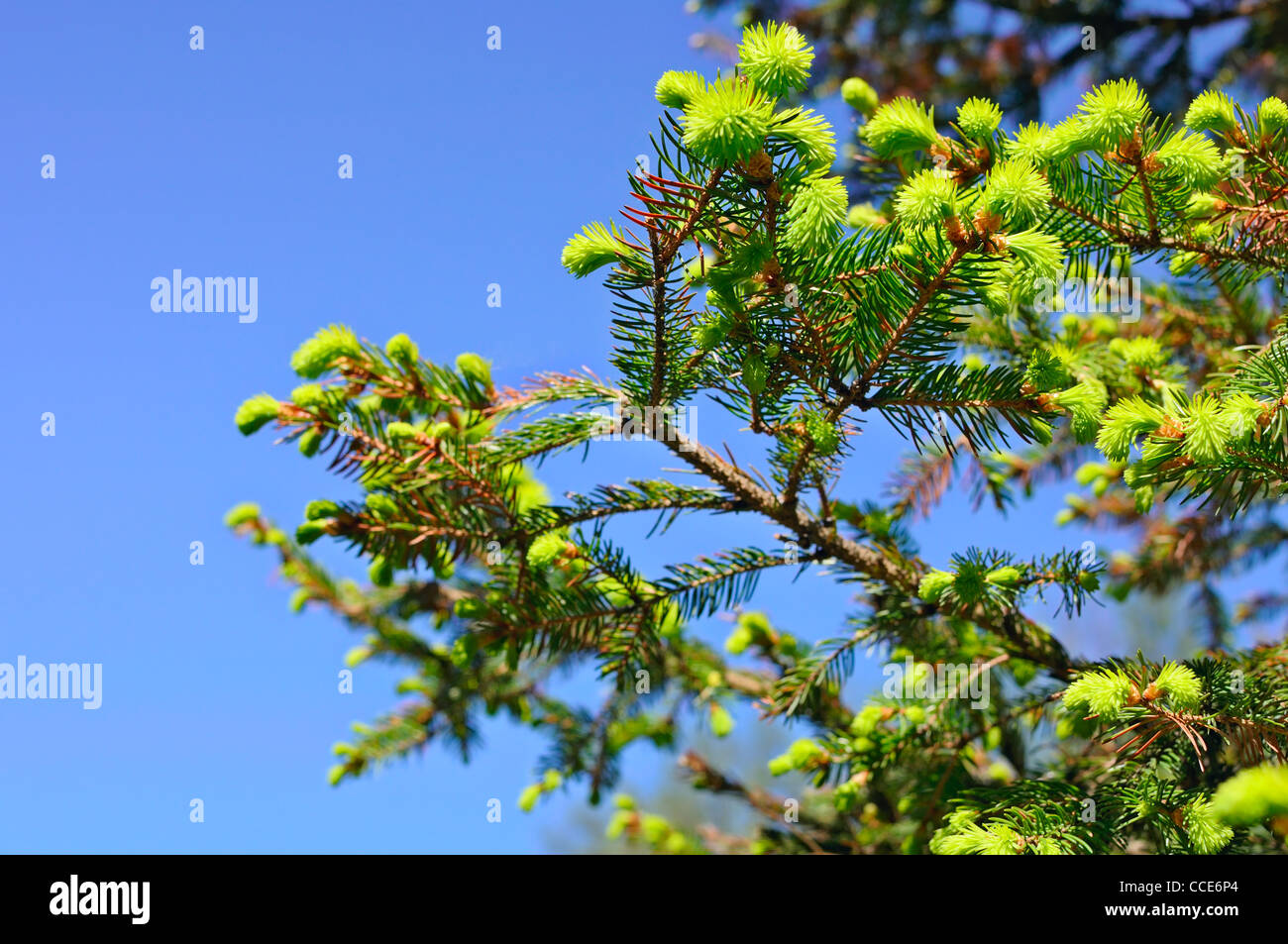 Young pine tree branch Stock Photo Alamy