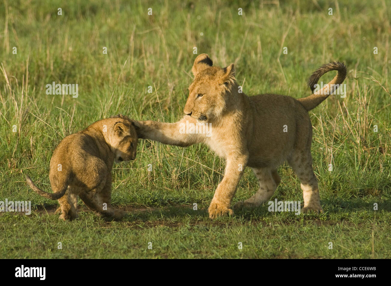 Africa Kenya Masai Mara National Reserve-Lion cub swatting smaller one with paw (Panthera leo) Stock Photo