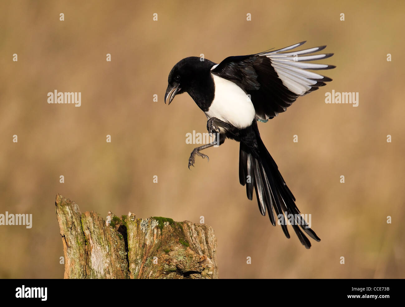 Magpie, Pica pica, single bird in flight, Warwickshire, January 2012 Stock Photo