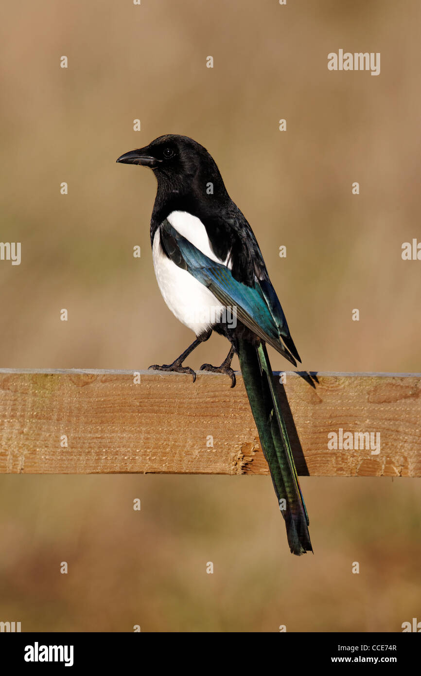 Magpie, Pica pica, single bird on fence, Warwickshire, January 2012 Stock Photo