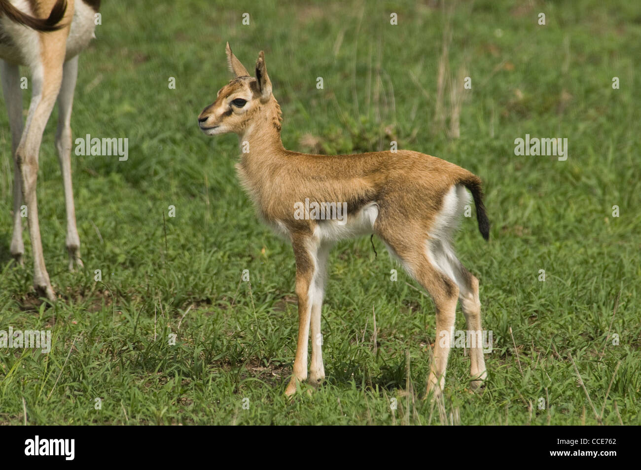 Africa Kenya Masai Mara National Reserve-Newborn Thomson's gazelle ...