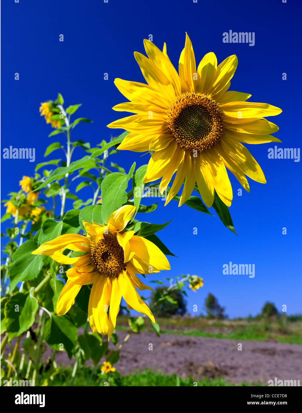 Beautiful sunflowers against blue sky Stock Photo - Alamy
