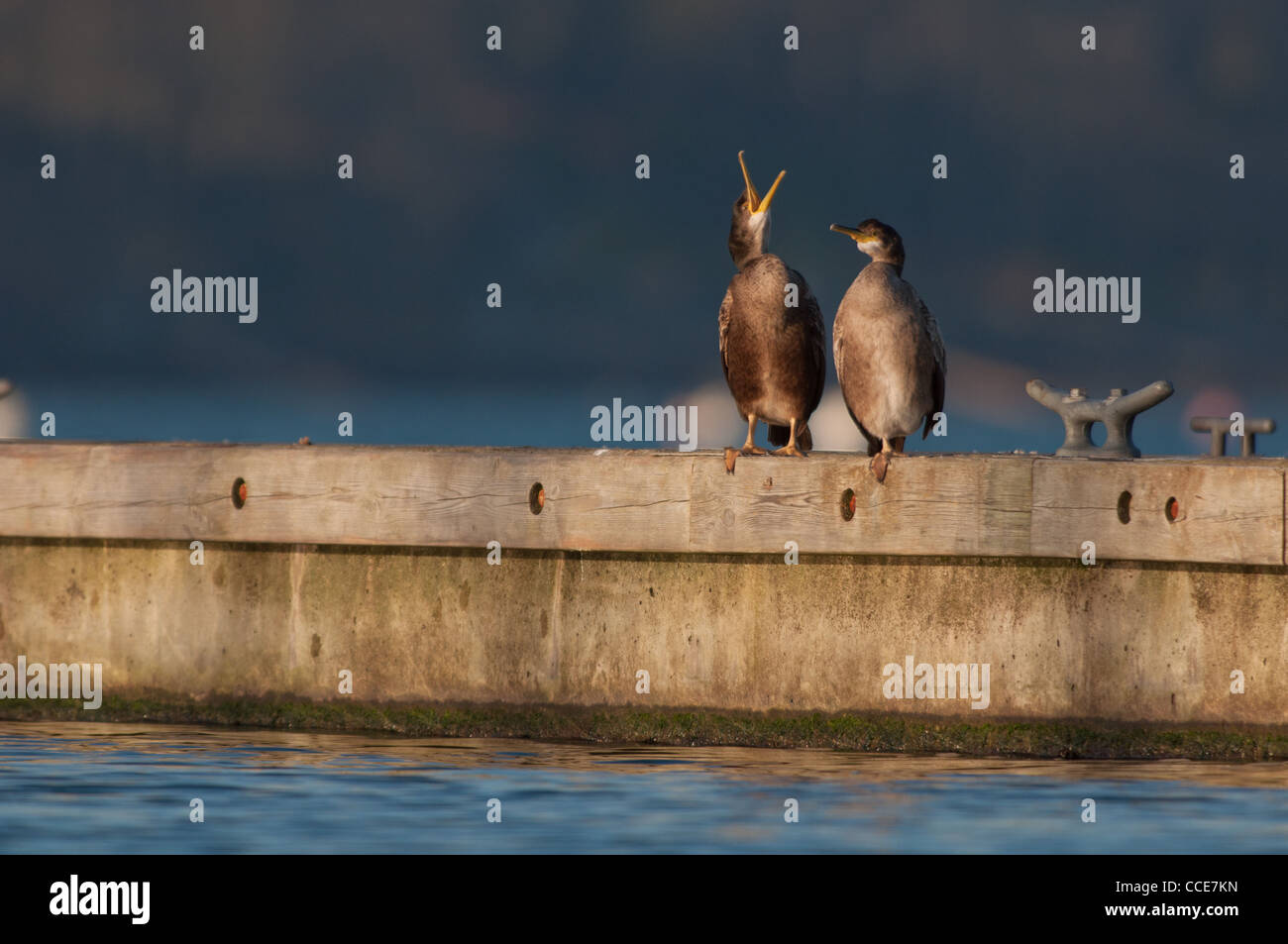 Pair of Cormorants on the jetty during courtship. Stock Photo