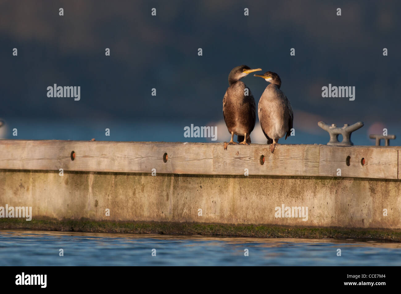 Pair of Cormorants on the jetty. Stock Photo