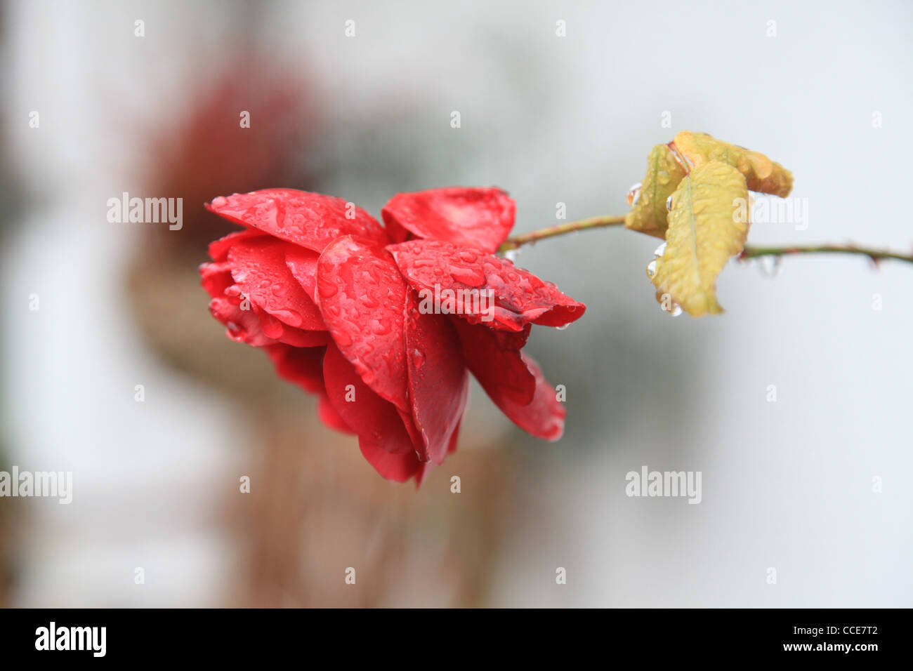Rose, Blume, rot, grün, weisser Hintergrund, filigran, Tautropfen, Regentropfen, Tau, Regen, Winter, Dornen, Rosenblätter, Stock Photo