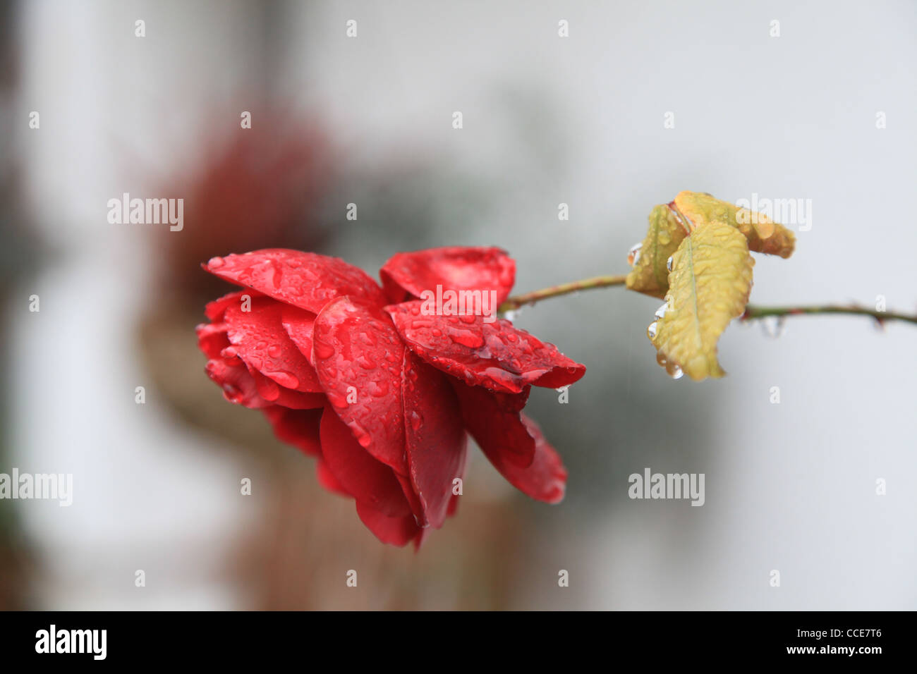 Rose, Blume, rot, grün, weisser Hintergrund, filigran, Tautropfen, Regentropfen, Tau, Regen, Winter, Dornen, Rosenblätter, Stock Photo