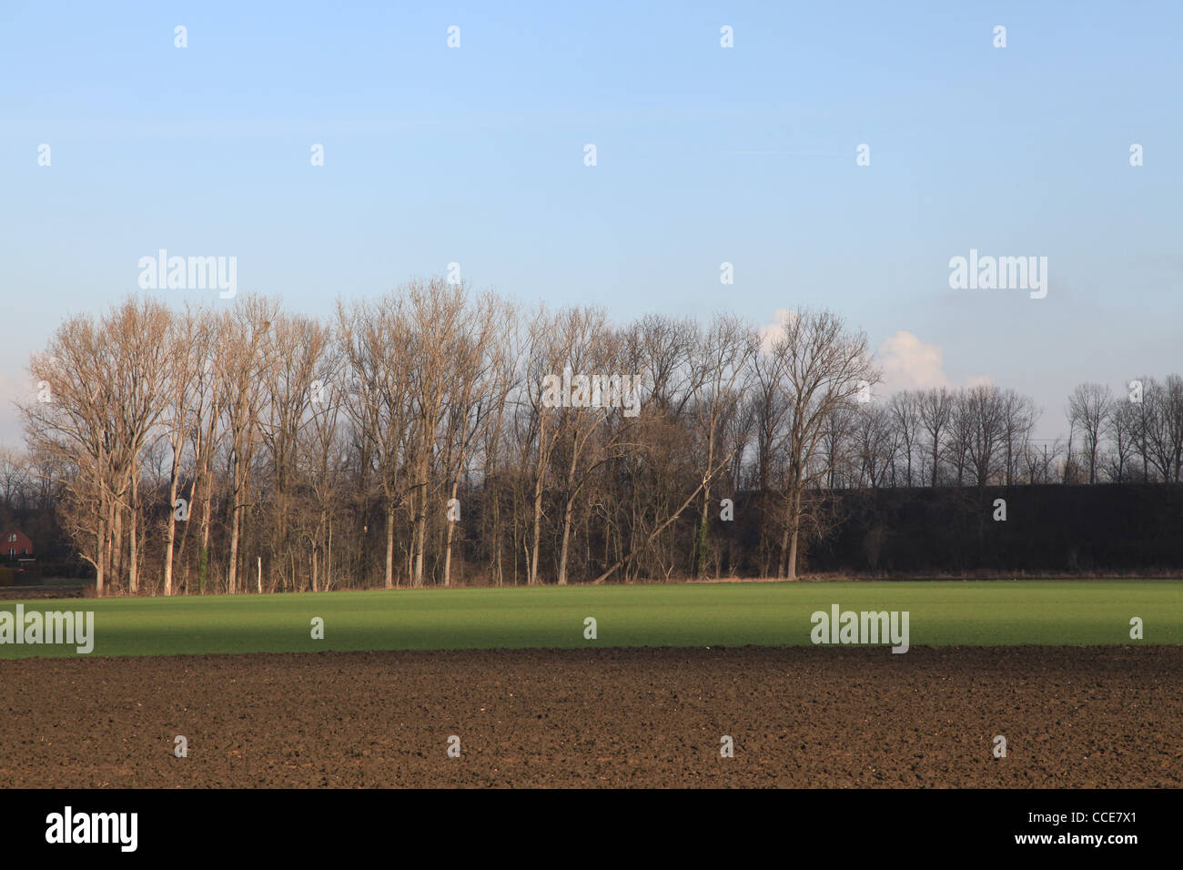 Feld, Acker, grün, Natur, Landwirtschaft, Ackerfurche, Lehmboden, Baüme, Bauer, Sonnenschein, blauer Himmel, braun, grau, Winter Stock Photo
