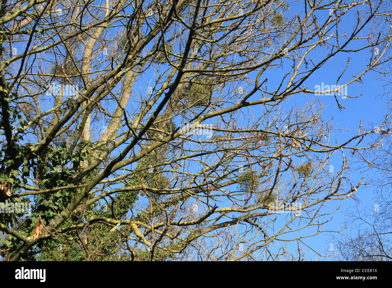 Natur,Winter,Baum,Bäume,Beeren,Mistel,blau,Sonnenschein,blauer Himmel,Mauer,filigran,grün,blau,Geäst,Schatten Stock Photo