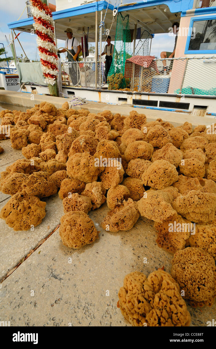 A sponge harvest in Tarpon Springs, Florida Stock Photo Alamy