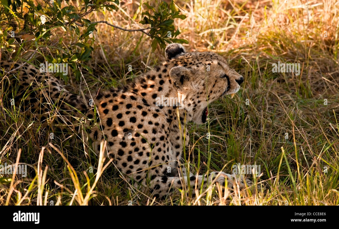 Kenya - Masai Mara - Cheetah Early Morning Yawning Stock Photo