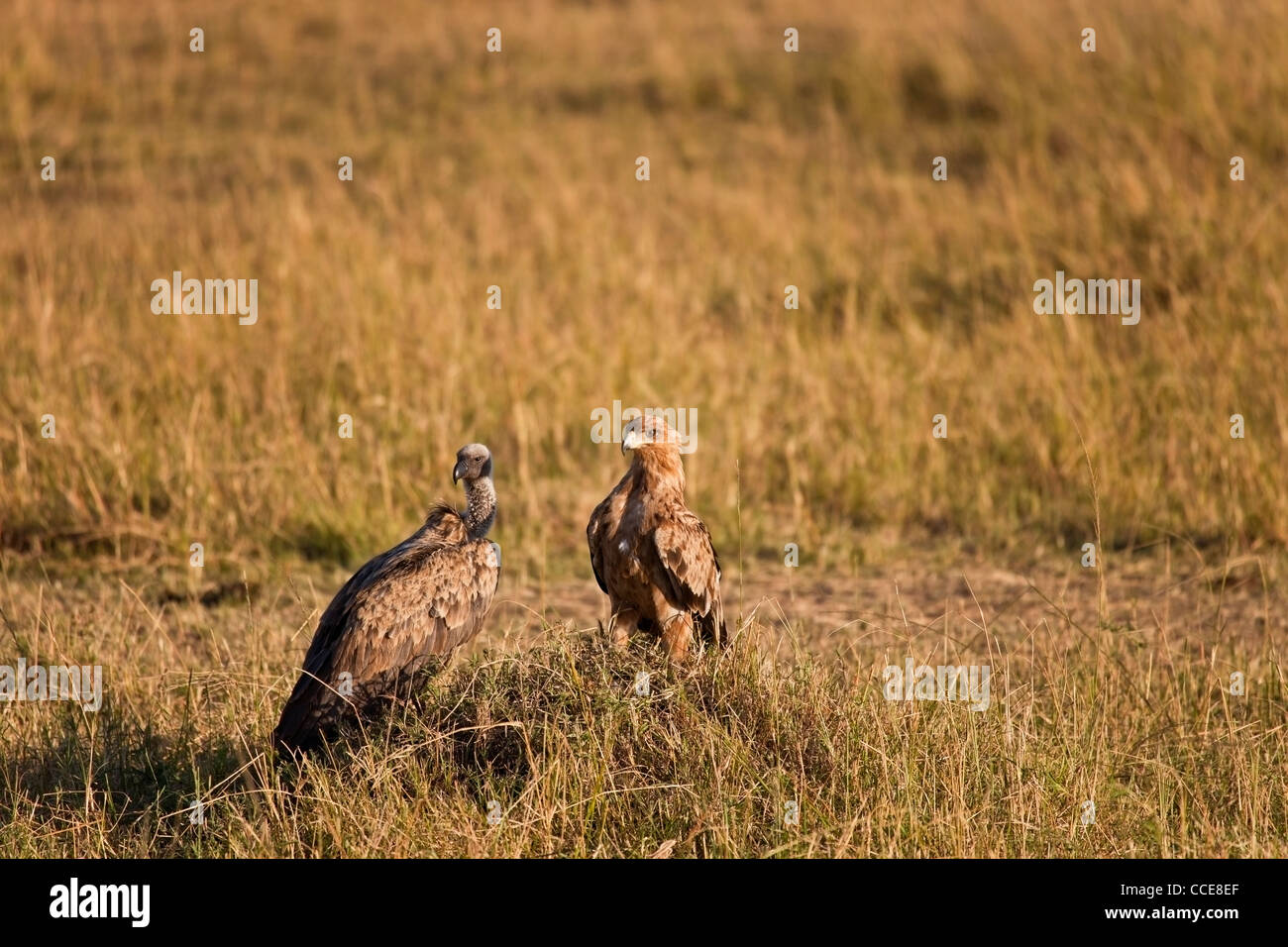 Kenya - Masai Mara - Vulture and Eagle Early Morning Stock Photo