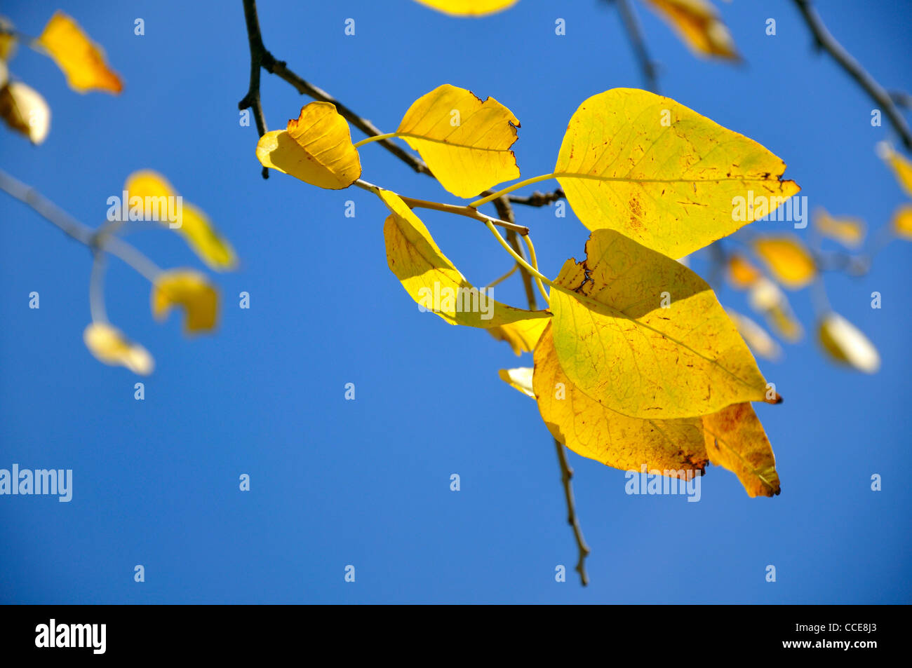 Yellow autumn leaf in hi-res stock photography and images - Alamy