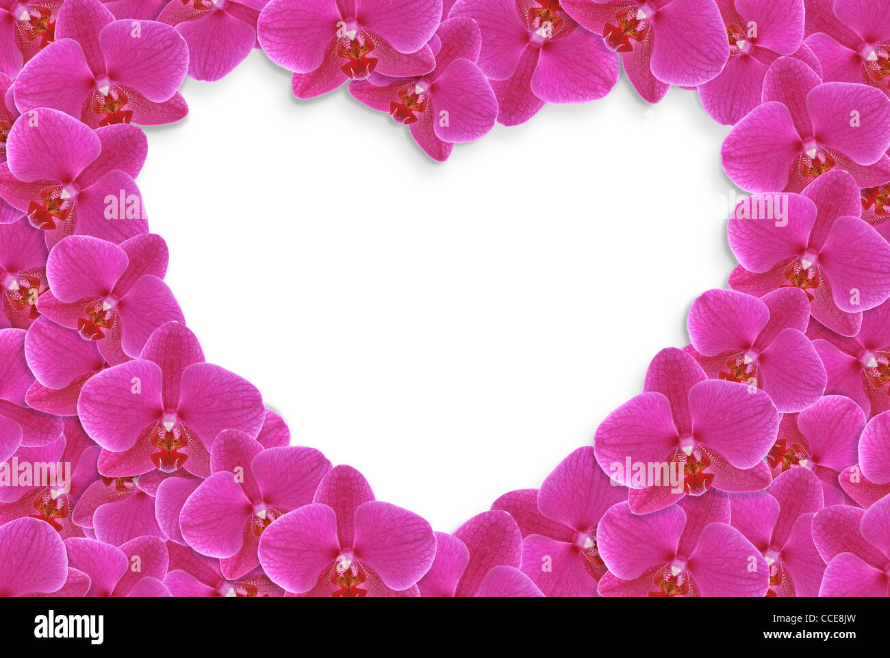 Flower heart Stock Photo