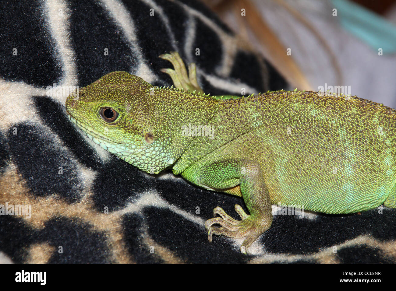 Pet water dragon amphibian, laying on owner Stock Photo Alamy