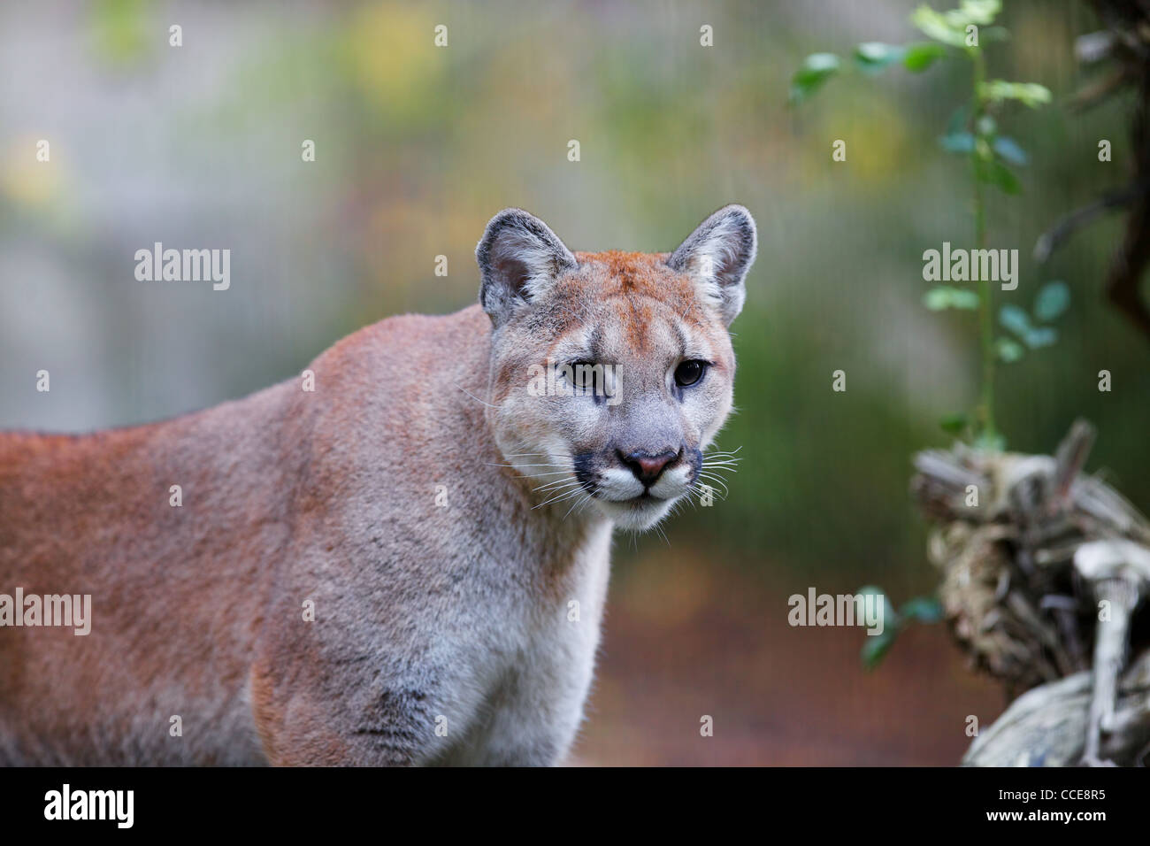 Prowling Mountain Lion or Cougar with soft focus background Stock Photo