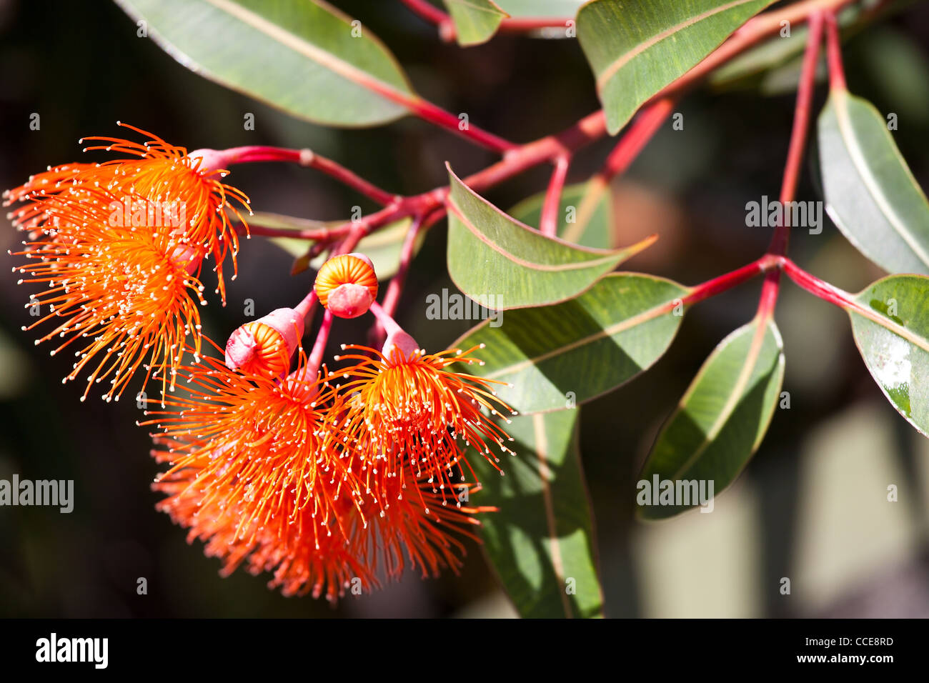 flowering gum tree in australia  botanical name : Corymbia ficifolia orange flowers native to western australia . Stock Photo