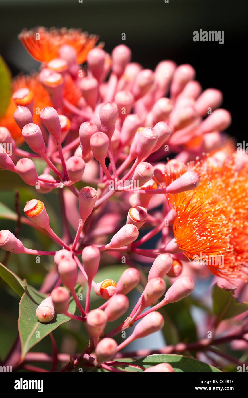 flowering gum tree in australia  botanical name : Corymbia ficifolia orange flowers native to western australia . Stock Photo