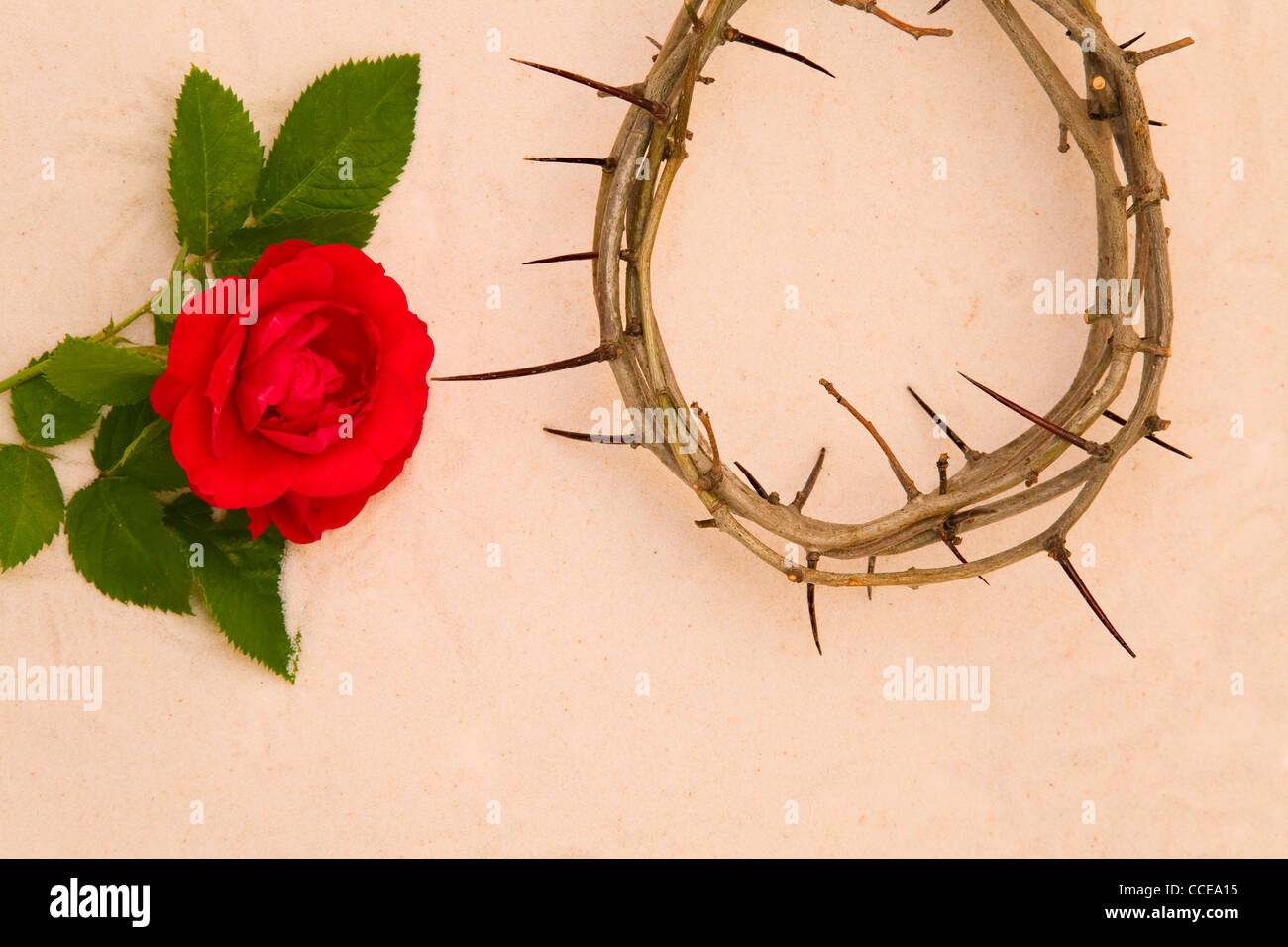 Crown of Thorns and red rose on sand background Stock Photo - Alamy