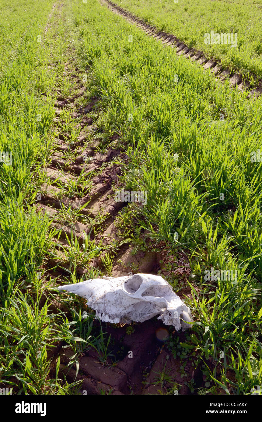 horse cranium in the spring crop field and tractor ruts Stock Photo