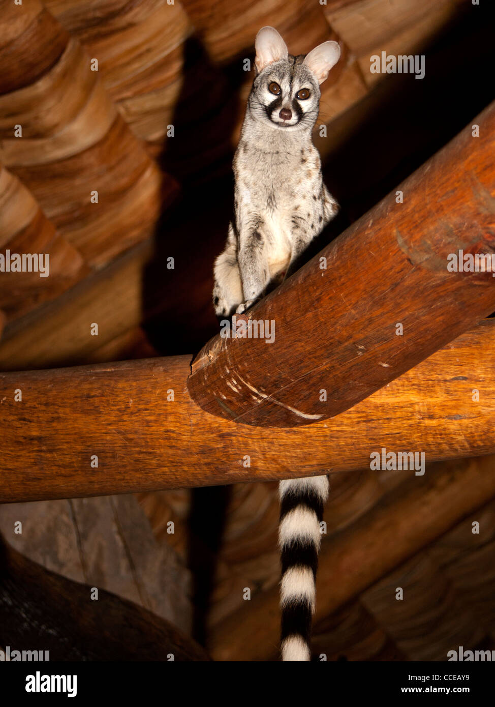 Common genet on roof rafter Stock Photo