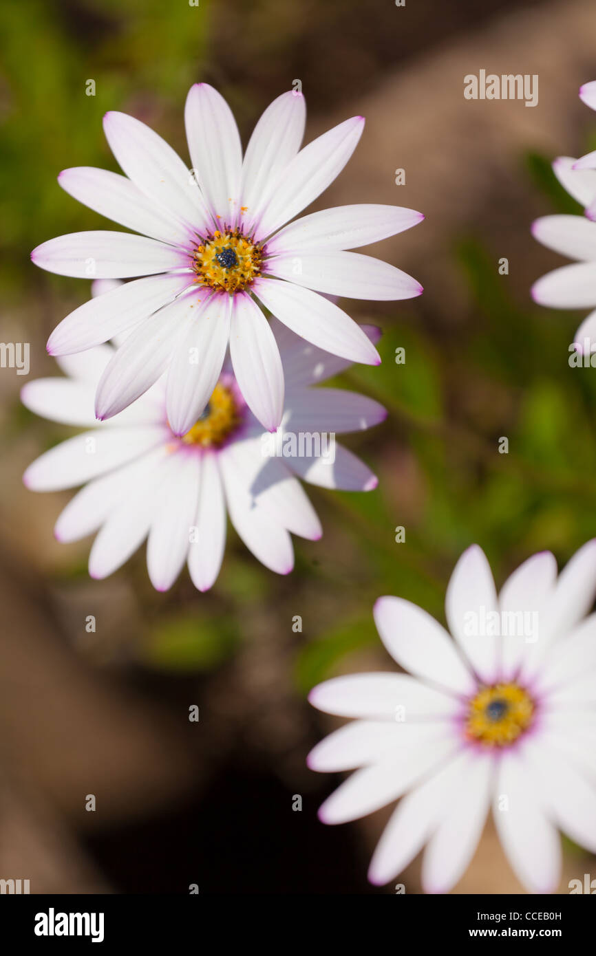 White flowers pink centers hires stock photography and images Alamy
