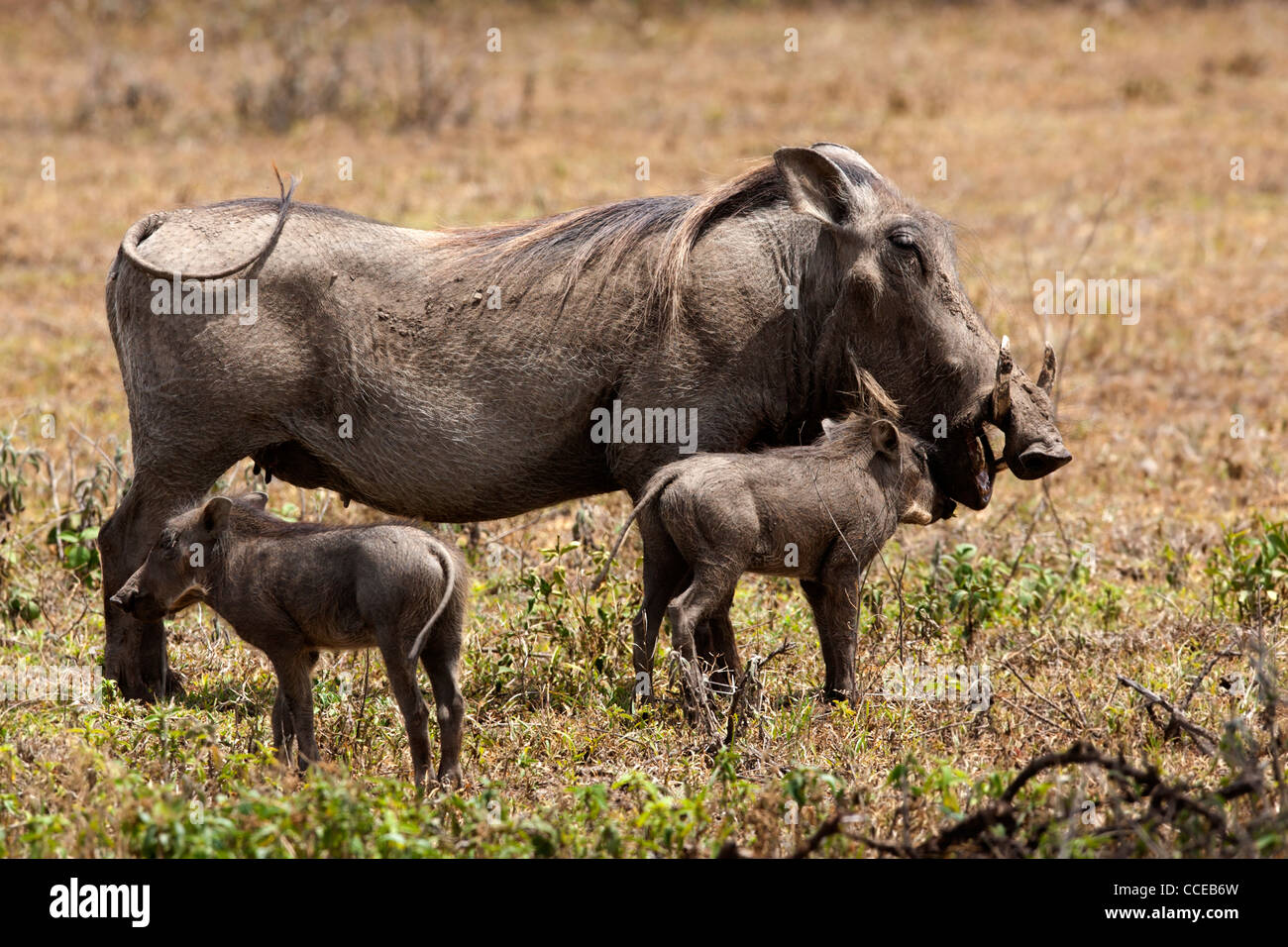 Female warthog with two piglets Stock Photo